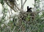 Löffler als Untermieter bei Kormoran