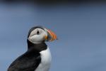 Puffin @ Lunga / Treshnish Isles