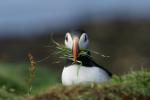 Puffin @ Lunga / Treshnish Isles