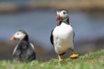 Puffins @ Lunga / Treshnish Isles