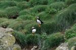 Puffins @ Lunga / Treshnish Isles