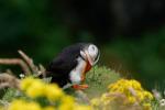 Puffin @ Lunga / Treshnish Isles