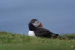 Puffin @ Lunga / Treshnish Isles