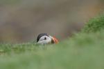 Puffin @ Lunga / Treshnish Isles