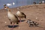 Nilgänse (02)