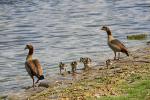 Nilgänse (08)