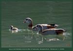 Nilgans-Familie zu Dritt