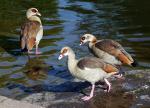 Nilgänse 1