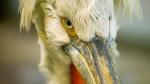 Pelikan mit schlechter Laune