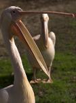 Pelikane haben einen großen Schnabel ;)