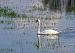 Schwan im Flachwasser