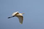 Silberreiher im Flug