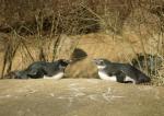 Brillenpinguine beim Sonnenbad