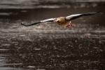 Nilgans im Anflug