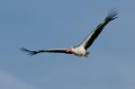 Storch