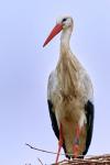 Storch im Dezember