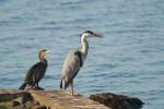 Duo Kormoran & Fischreiher