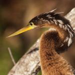 Anhinga