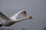 Schwanenflug (kein Bildausschnitt!)