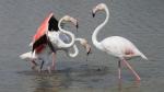 Flamingos in freier Natur