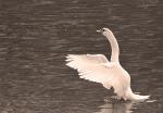 Schwan1