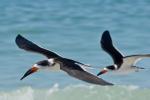 Black Skimmer