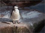 Pinguin