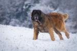 Ferry im Schnee