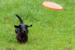 Rauhaardackel "Biene" beim Frisbeespiel