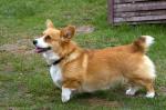 Corgis 3