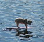 Beachdog