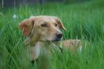 Hund im Gras