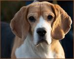 Beagle