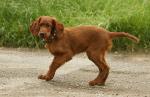 Irish-Setter