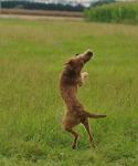 Irish Terrier in Action