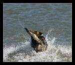 Hund im Meer