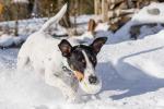 Elvis im Schnee