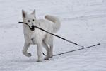 Hund im Schnee