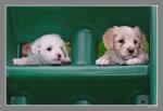 Hundebabys 2