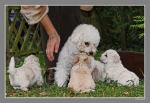 Hundebabys 5