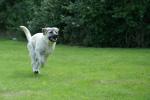 Kangal