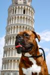 MOJOE the BOXER in PISA