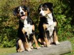 Nala und Tochter Alessy II