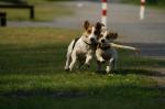 Jack Russel Terrier