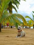 Hund unter Palmen