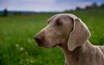 Weimaraner#2