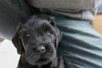 Gr. schwarzer Russischer Terrier Welke