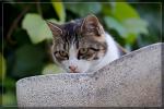 Katze Provence 3