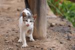 Katze auf Teneriffa (4)