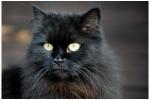 Katze Mira
